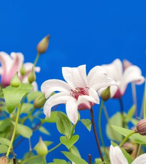 Clematis PRINCESS KATE, Plantarium 2016, Netherlands
