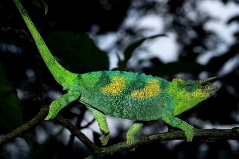 Three-horned chameleon (Trioceros jacksonii), male, Bwindi Impenetrable Forest National Park,