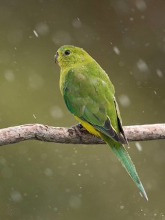 Orange-bellied Parrot (Neophema chrysogaster) juvenile perched on a branch in rain, Tasmania,
