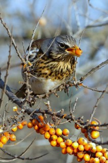 Fieldfare (Turdus pilaris) feeding on berries of Common sea buckthorn (Hippophae rhamnoides),