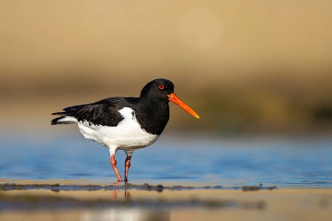 Eurasian Oystercatcher (Haematopus ostralegus) male, North Rhine-Westphalia, Germany