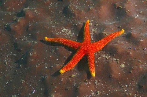 Schultz's starfish (Austrofromia schultzei)