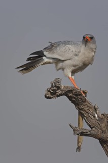 Pale Chanting Goshawk (Melierax canorus), Oshikoto, Namibia