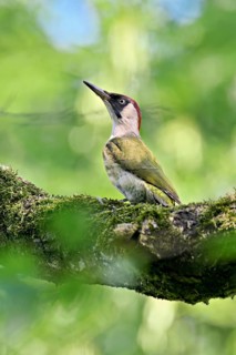 Green woodpecker, (Picus viridis), female sitting on a branch, Canton Zug, Switzerland