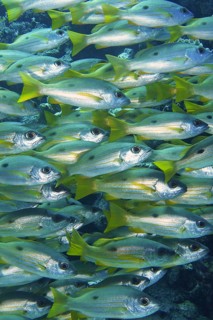 Shoal, group of Ehrenberg's snapper (Lutjanus ehrenbergii), Dangerous Reef dive site, St Johns
