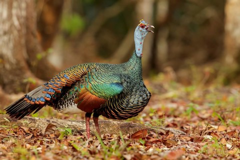 Ocellated Turkey (Meleagris ocellata) perched on the ground in Guatemala in Central America