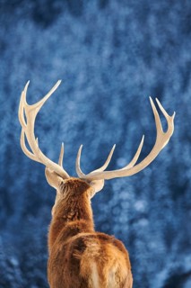Red deer (Cervus elaphus) stag, portrait, backside, in the mountains in tirol, snow, Kitzbühel,