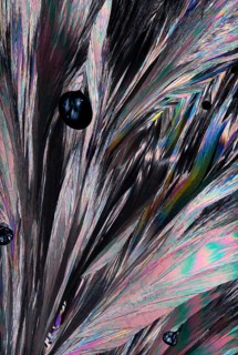 Intricate structure of Hippuric acid crystals magnified under a microscope, presenting a