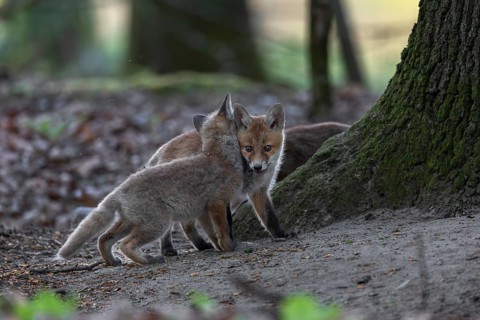 The more red fox cubs (Vulpes vulpes) a litter has, the more action takes place between them,