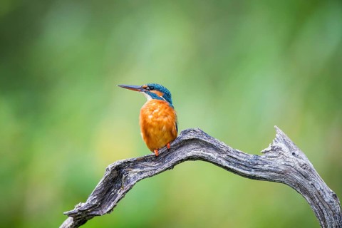 Common kingfisher (Alcedo atthis) sitting on an old wooden branch in late summer, wildife, Bavaria,