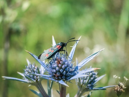 A six-spot burnet moth with vibrant red and black markings rests on a blue thistle bloom,