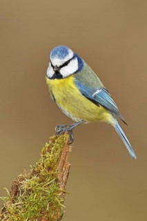 Blue tit (Parus caeruleus), sitting on moss-covered dead wood, Wilnsdorf, North Rhine-Westphalia,