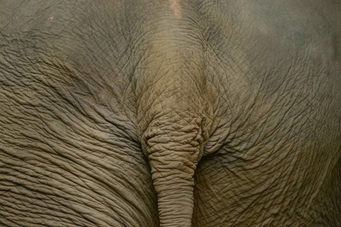 Detailed close-up of the wrinkled skin of an Asian elephant. Captured in Thailand, it highlights
