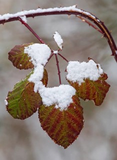 Schneebedeckte Blätter der Hunds-Rose (Rosa canina) in bunten Farben im Winter, Baden-Württemberg,