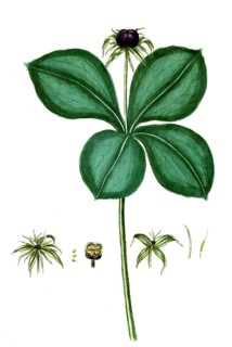 Paris quadrifolia, four-leaved monocot, digital reproduction of a historical model, between 1790