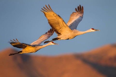 Sandhill Crane Grus canadensis tabida Bosque del Apache National Wildlife Refuge, New Mexico,