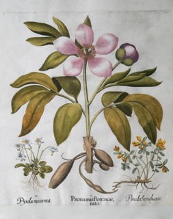 Moss eye (Moneses Uniflora), large-leaved peony (Paeonia Mascula), box-leaved crossflower (Polygala