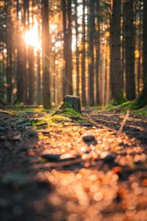 A lonely tree stump in the forest is illuminated by warm rays of sunlight and surrounded by