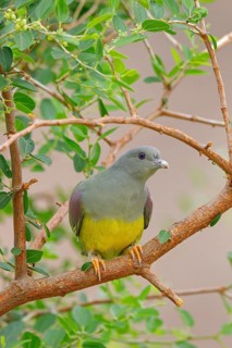 Waalia pigeon, (Treron waalia), family of pigeons, animals, birds, Middle East, pigeons, two birds