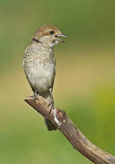 Red-backed Shrike (Lanius collurio) female calling from branch, Aosta Valley, Italy