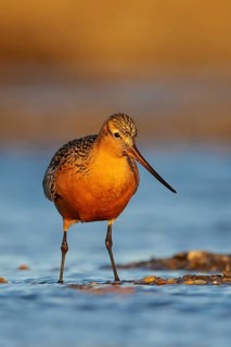 Bar-tailed Godwit (Limosa lapponica) feeding along a river in Nome, Alaska