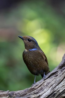 Large Niltava (Niltava grandis grandis) female, Yunnan, China