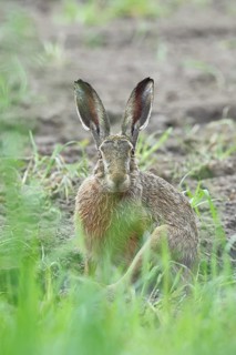 European hare (Lepus europaeus) sitting on a freshly harrowed field, looking into the camera, North
