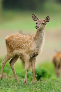 A young deer with white spots stands in a meadow and looks into the distance, red deer (Cervus