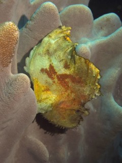 Rocking fish (Taenianotus triacanthus)