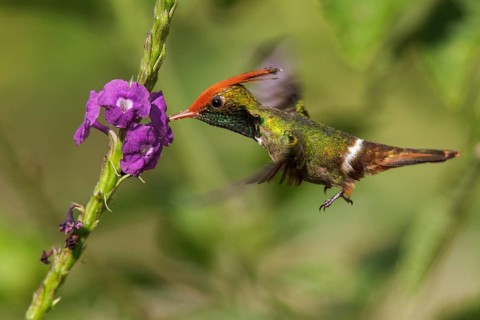 Rufous-crested Coquette (Lophornis delattrei) flying while feeding at a flower in Manu National