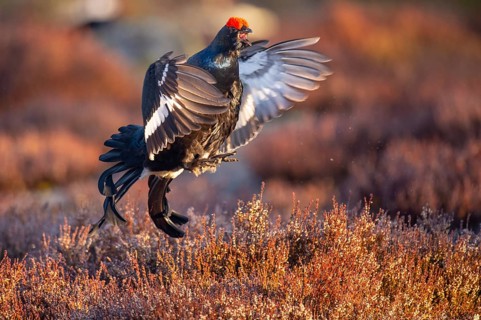 Black grouse (Lyrurus tetrix), black grouse courtship in Sweden, Fågelsjö, Gävleborgs län, Sweden