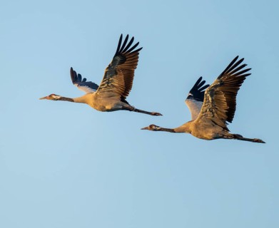 Crane (Grus grus), two cranes in flight, warm morning light, blue sky, Lower Saxony, Germany