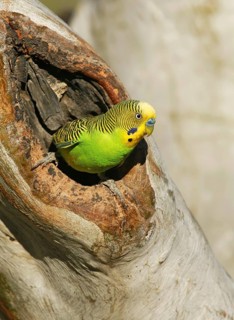 Budgerigar (Melopsittacus undulatus), Queensland, Australia
