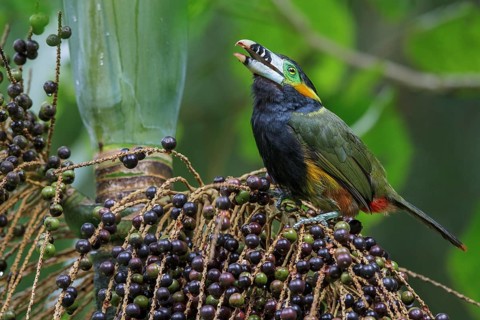 Spot-billed Toucanet (Selenidera maculirostris) feeding on palm fruits in the Atlantic rainforest