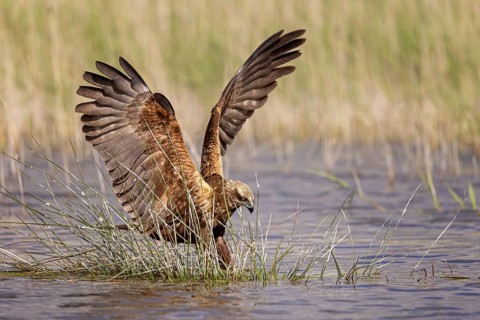 Western Marsh Harrier (Circus aeruginosus) female, Spain
