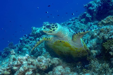 A green sea turtle gracefully swims over a vibrant coral reef in the crystal-clear waters of the