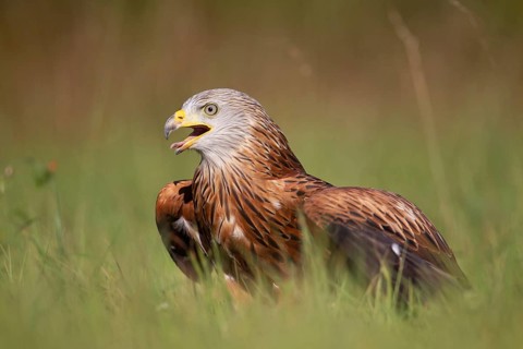 Red kite (Milvus milvus) adult raptor bird of prey calling in grassland, England, United Kingdom