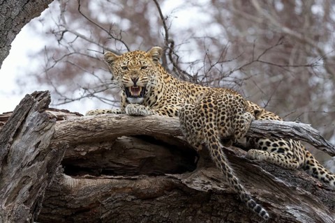 Leopard (Panthera pardus) adult with cub lying on a tree, Sabi Sands, South Africa