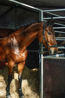 A stunning horse stands gracefully in a stable setting, showcasing its muscular build and shiny