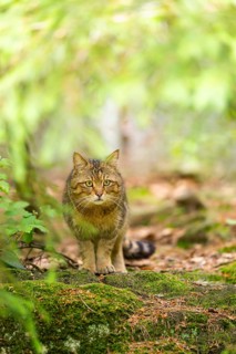 European wildcat (Felis silvestris silvestris) standing in a forest, Bavaria, Germany