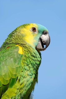 Orange-winged amazon (Amazona amazonica), portrait, captive, occurrence in South America