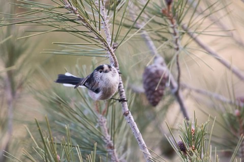 Long-tailed Tit - Schwanzmeise - Aegithalos caudatus ssp. irbii, Spain