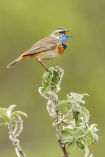 Bluethroat (Luscinia svecica) perched on a branch in Nome, Alaska