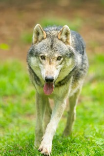 European gray wolf (Canis lupus lupus) in the forest, Germany