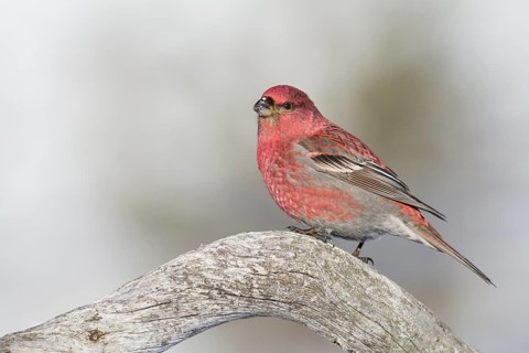 Pine Grosbeak - Hakengimpel - Pinicola enucleator, Finland, adult male