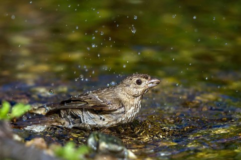 Common Rosefinch (Carpodacus erythrinus) bathing at waterhole, Mecklenburg-Western Pomerania,