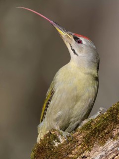 Grey-headed woodpecker (Picus canus), male on a moss-covered rotten tree trunk extending his