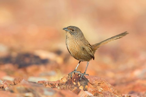 Dusky Grasswren (Amytornis purnelli) male, Northern Territory, Australia