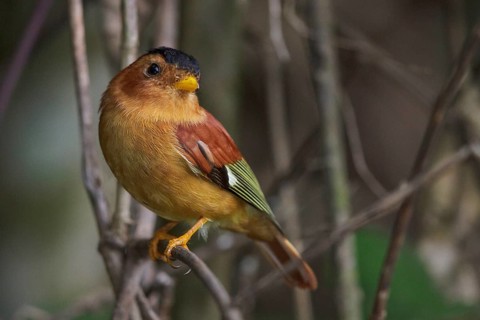 Black-capped Piprites (Piprites pileata) perched on a branch in the Atlantic rainforest of