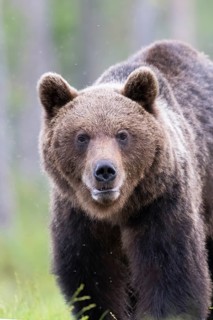 Brown bear (Ursus arctos) in the Finnish taiga, Kuusamo, Finland